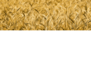Agrofe