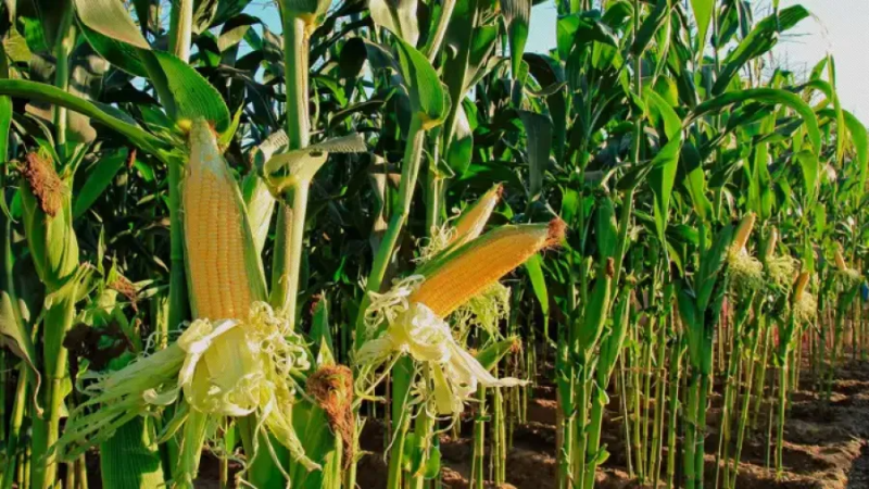 Lanzan un seguro multirriesgo para proteger la producción de maíz en Entre Ríos