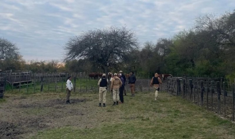 Abigeato en el norte entrerriano: recuperaron 13 vacunos y detuvieron a dos personas