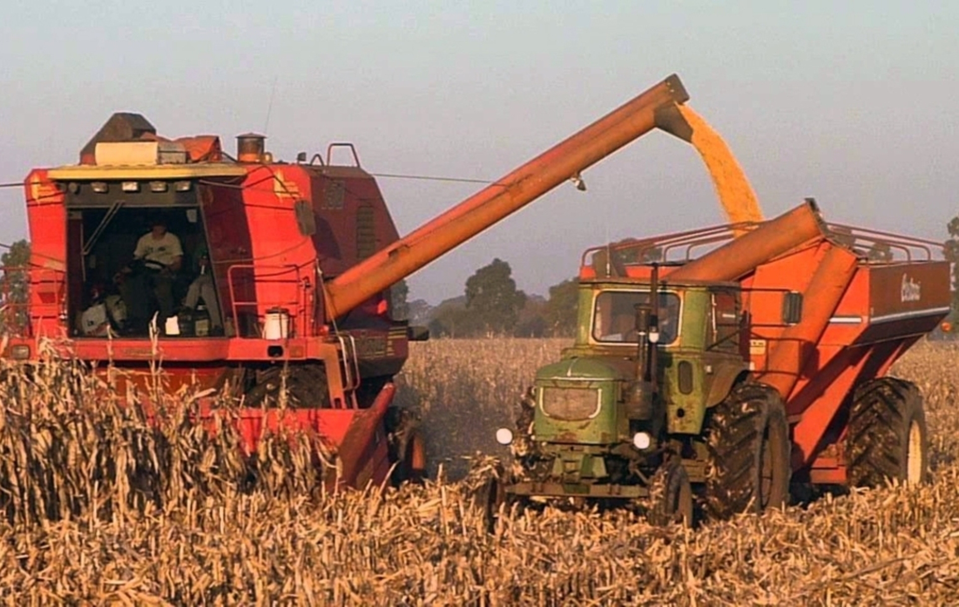 Cosecha agridulce en Entre Ríos: tres cultivos generaron ganancias y otros tres ocasionaron pérdidas en el ciclo 2024/25
