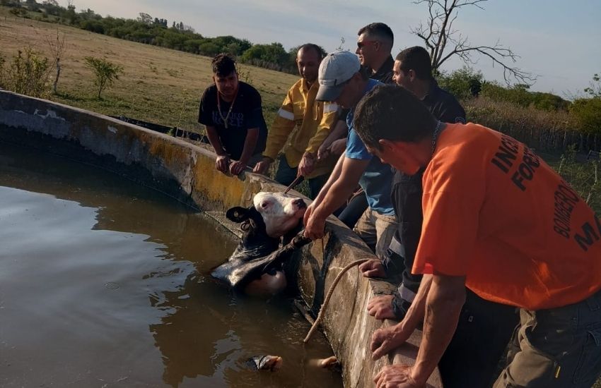 Bomberos de Maciá rescataron un vacuno que cayó a un estanque de agua