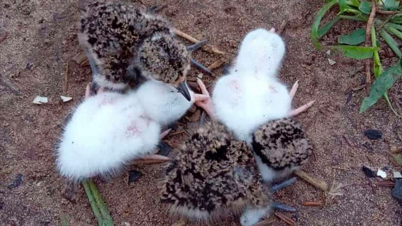 Nacieron teros albinos en campo de Federación: veterinario explicó de qué se trata