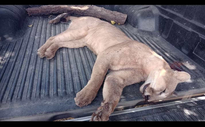 Larroque: un cazador mató a un puma y lo exhibió en sus redes sociales