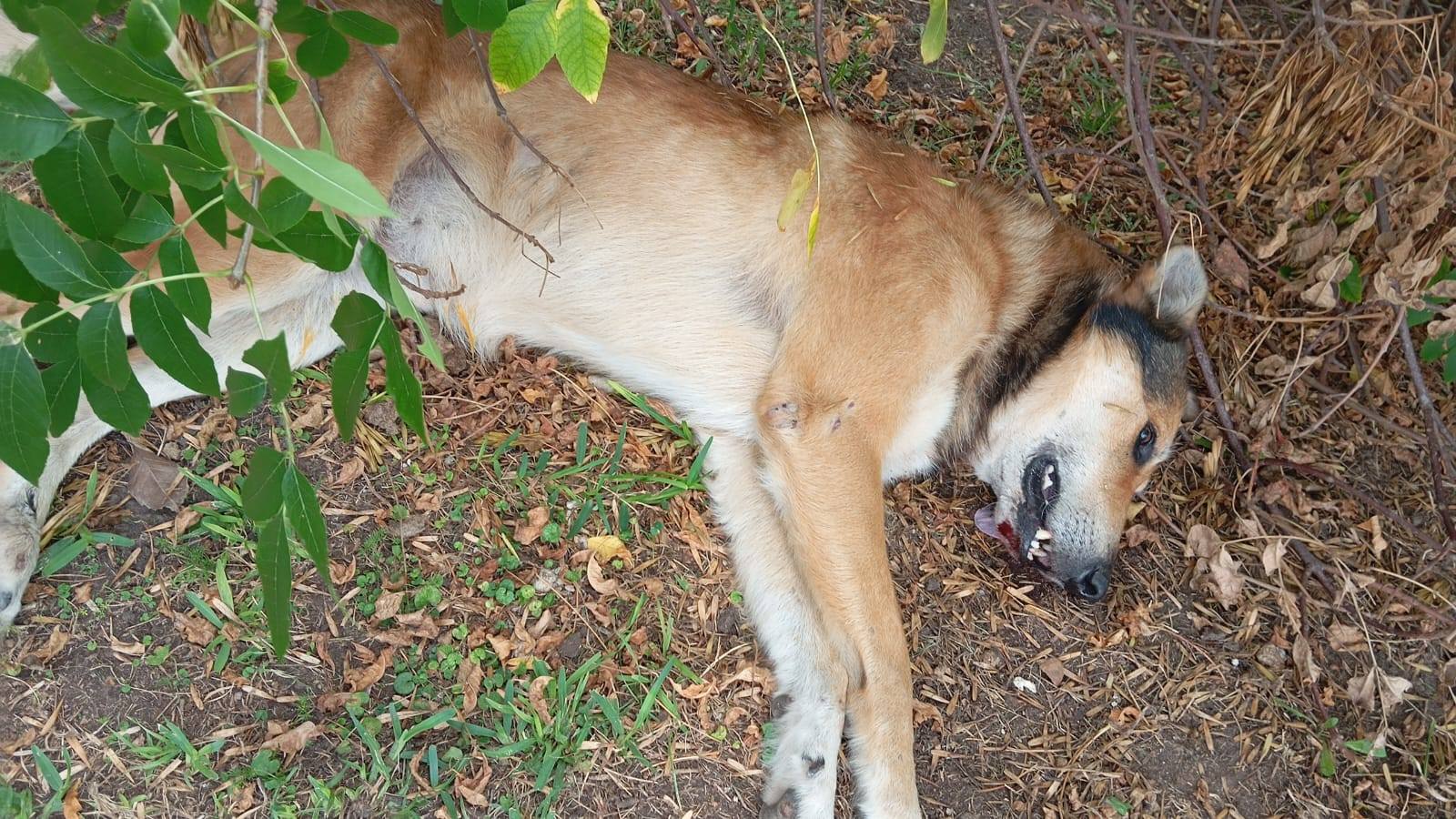 Maciá: chocó a un perro, lo mató y se dio a la fuga
