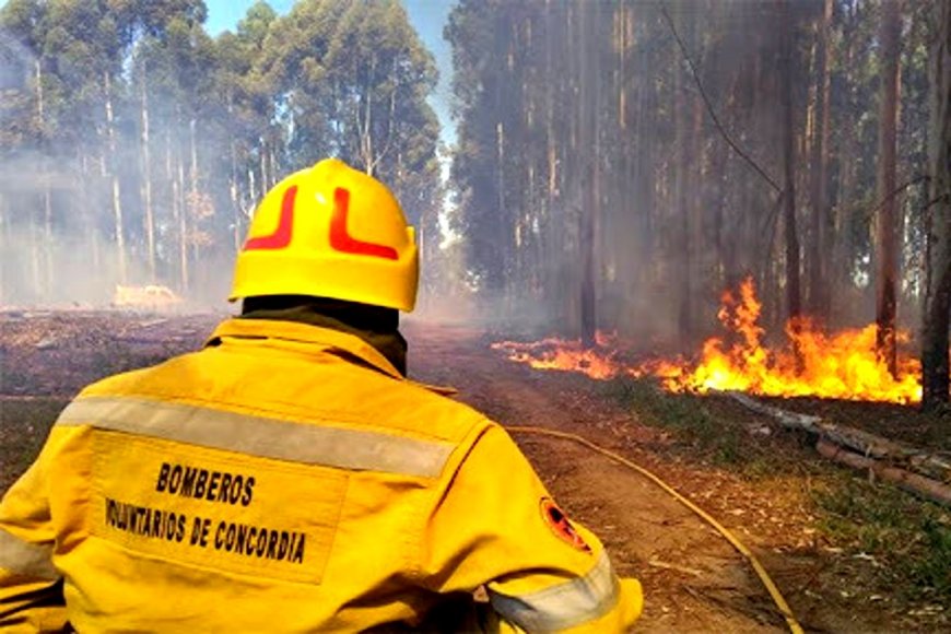 Declararon la emergencia ambiental por los incendios en todo Entre Ríos