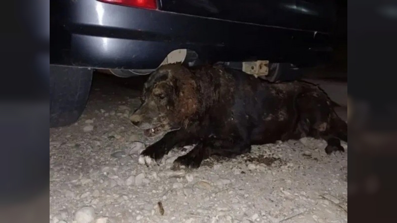 Bariloche: torturaron y enterraron viva a una perra perdida