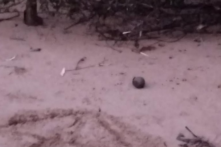 Encontraron una granada en una playa entrerriana del río Uruguay