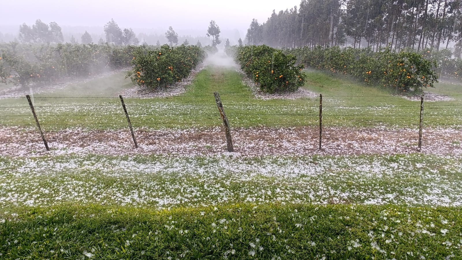 Impresionante granizada en el norte de Entre Ríos afectó quintas citrícolas