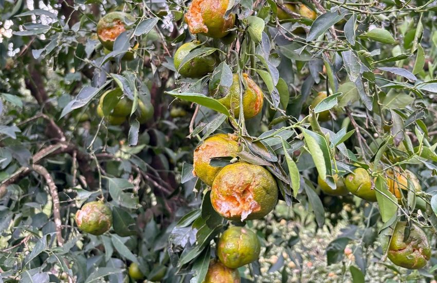 Declaran emergencia agropecuaria para productores de citrus del norte de Entre Ríos