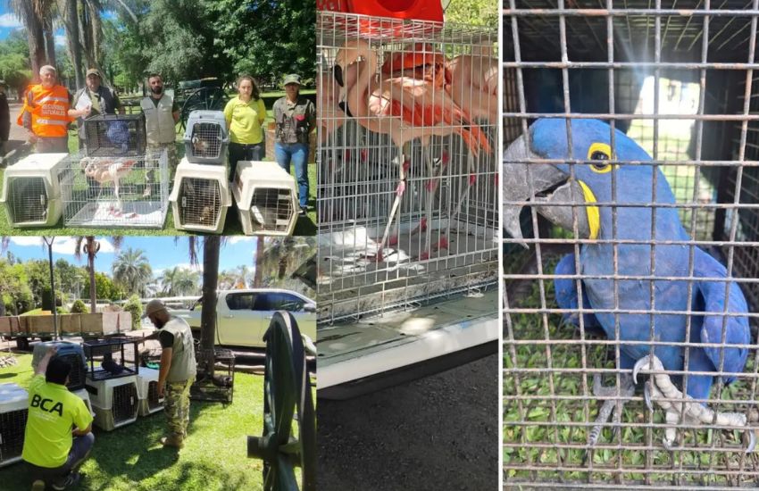 Decomisan ejemplares de fauna silvestre en Gualeguay