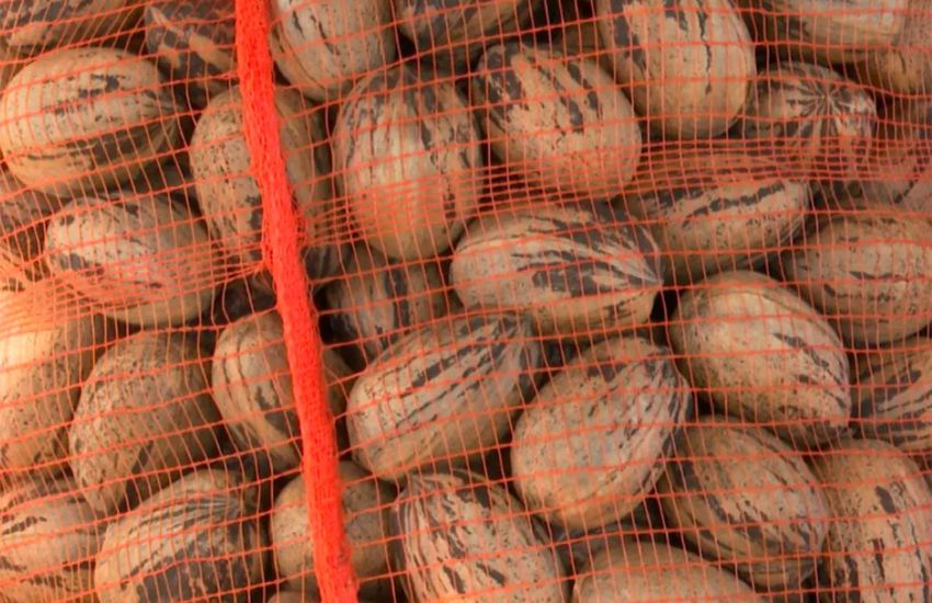 Nuez pecán: verificaron la primera exportación de Entre Ríos a China