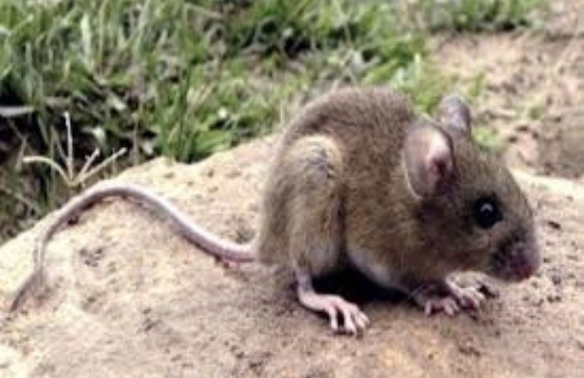 Preocupación en Entre Ríos por el hantavirus: “En la provincia hay ocho casos de los cuales cuatro fallecieron”