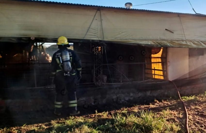 Concepción del Uruguay: incendio en galpones con cerdos dejó daños materiales y animales muertos