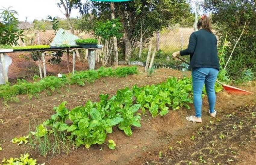 Huerta en Casa: el municipio entregará semillas de otoño – invierno